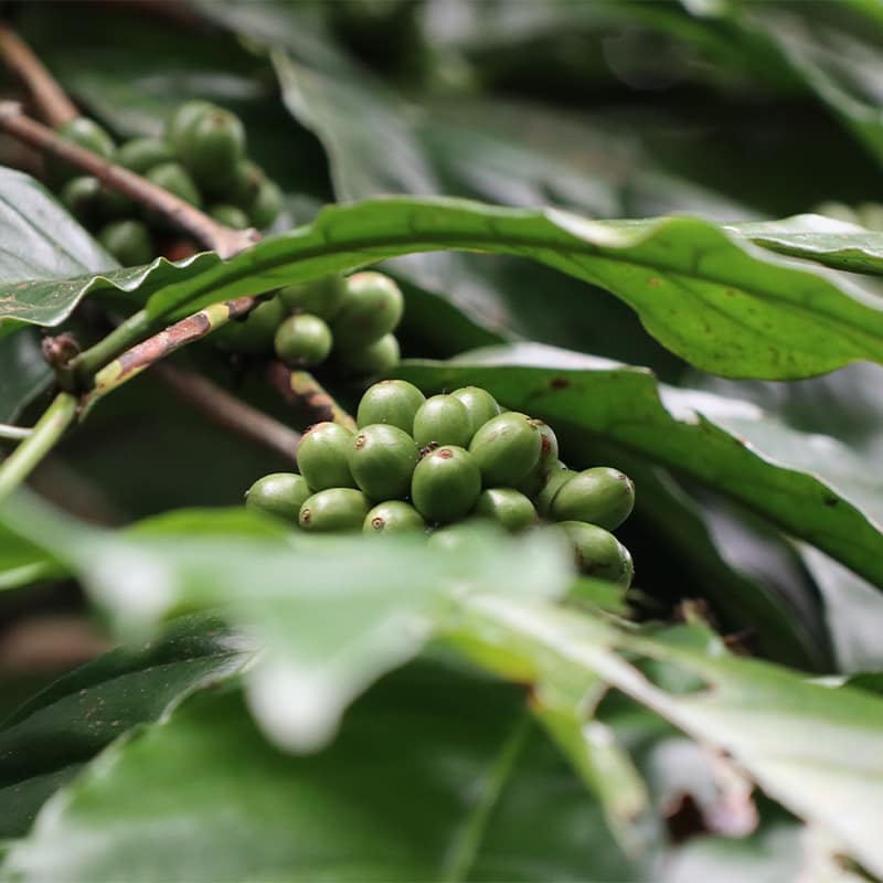 Grüne Bohnen-Typen Grüne Bohnen-Typen